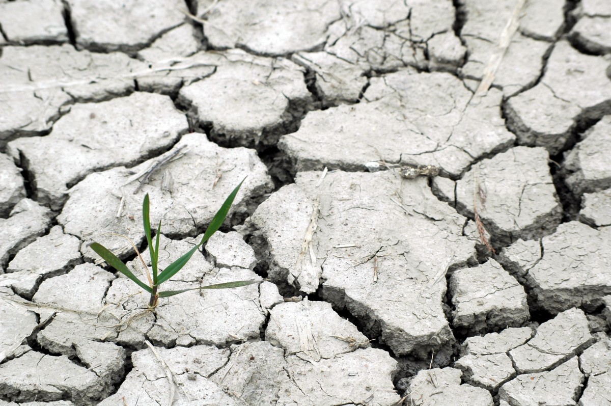 La siccità è la “nuova normalità”, quali prospettive per l’agricoltura in Emilia-Romagna?